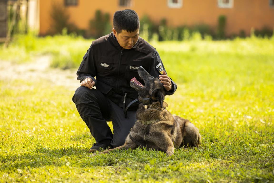 图片:中国刑事警察学院警犬技术主要研究公安学,侦查学,警犬学,警犬