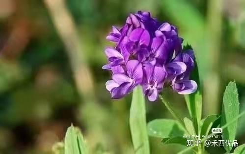 紫花苜蓿草图片 紫花苜蓿草种植技术 兔子吃的全部草图片