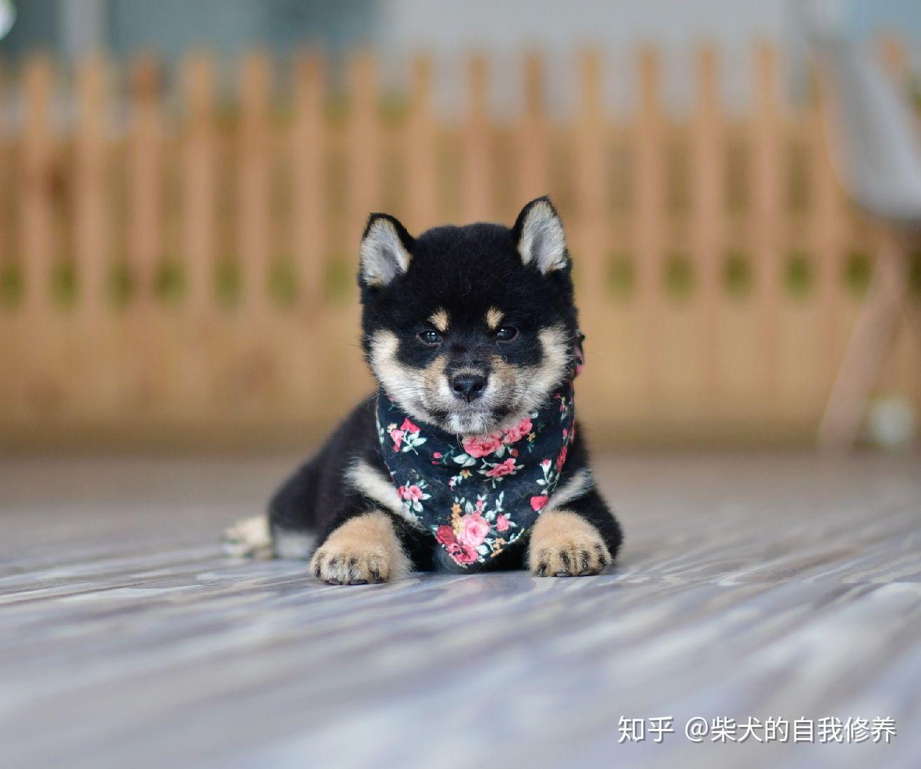 如何挑选一只黑柴? - 知乎