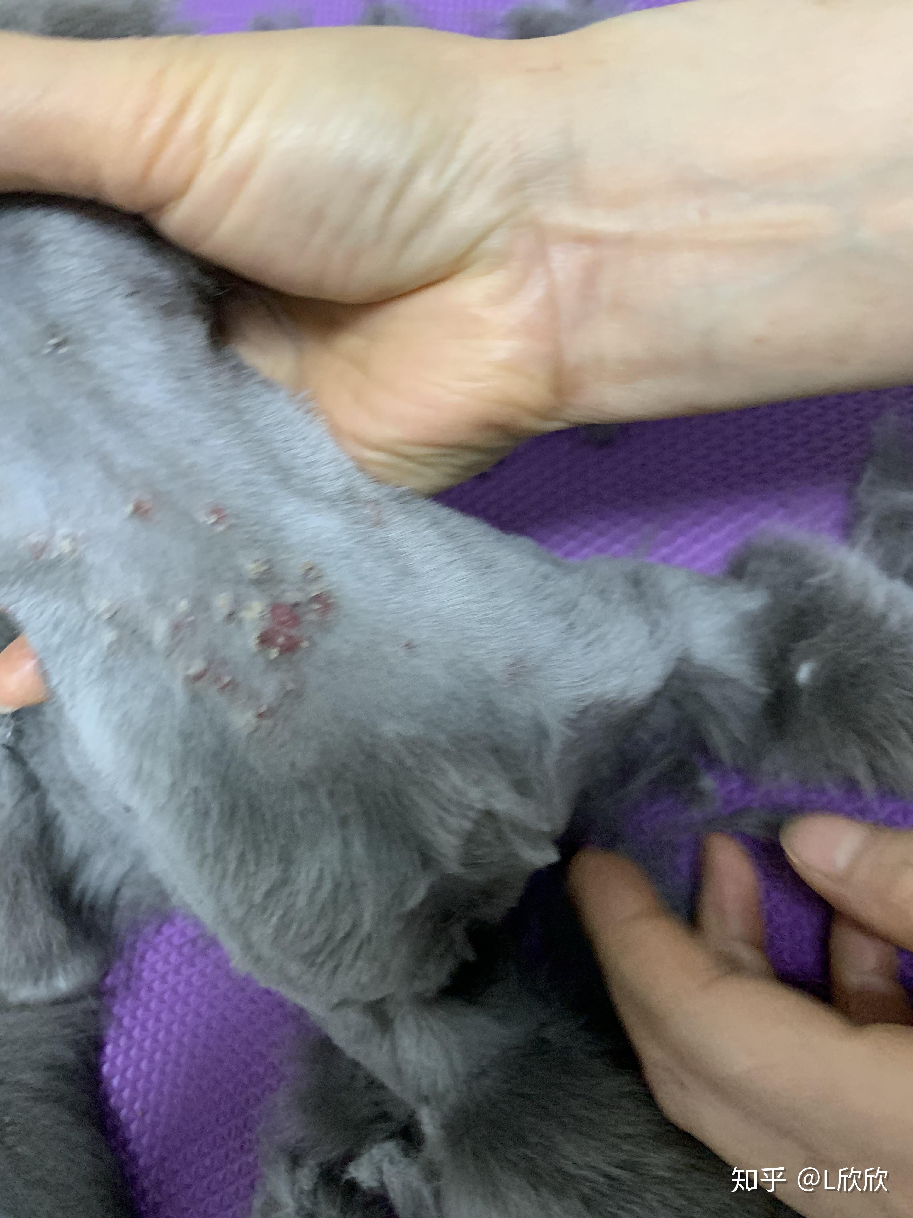 猫咪疙瘩脖子下面长了好多小疙瘩然后我怀疑被宠物店剃毛剃破了那些