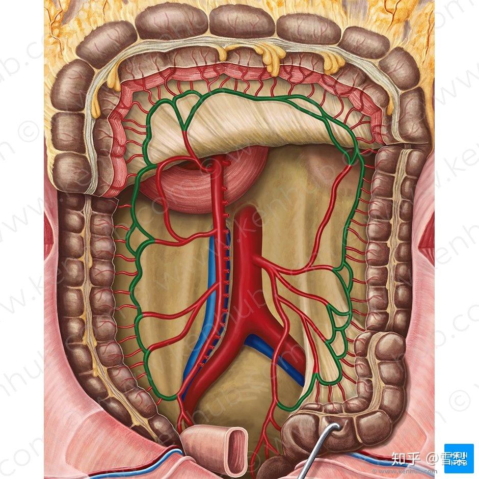 小肠血管解剖图片