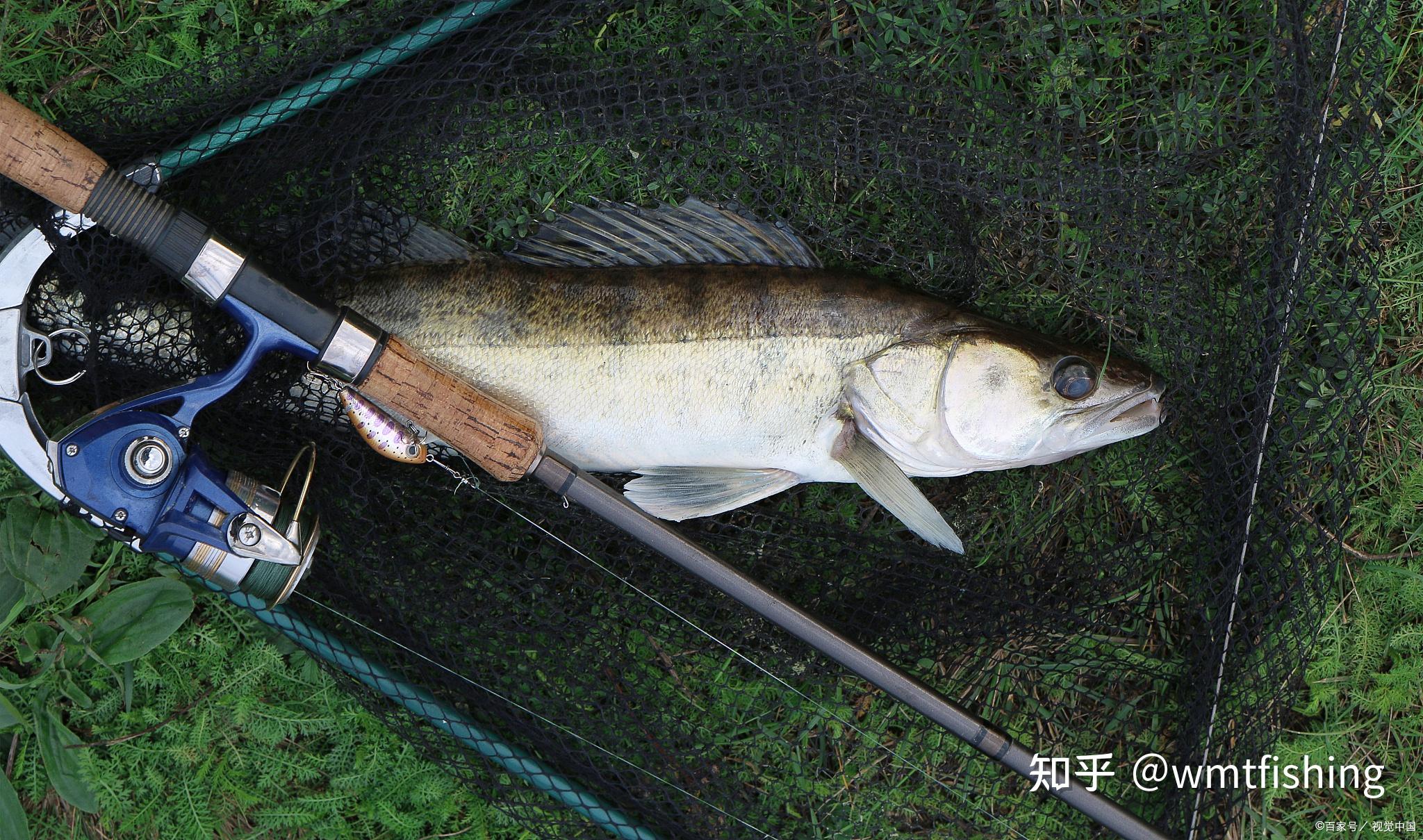 普通的路亚竿也可以用毛钩来钓鱼,一起来看看几种路亚毛钩钓的钓组及