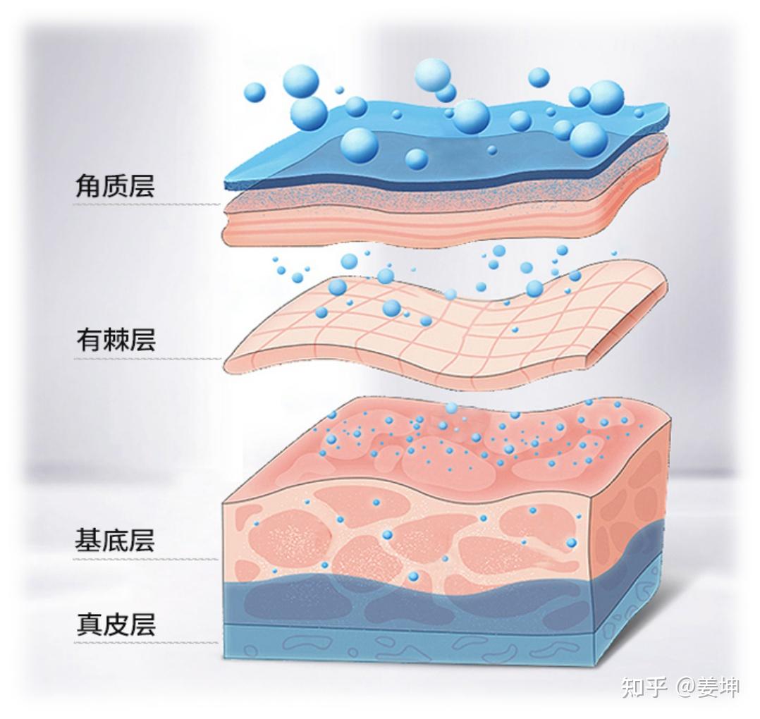 认识脂质体之前我们先来简单了解一下我们皮肤的结构,皮肤作为我们