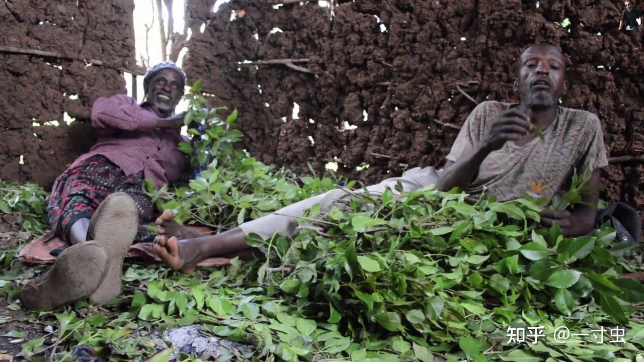茶还是毒草也门茶肆虐阿拉伯国家伤人毁地还妄想侵入我国