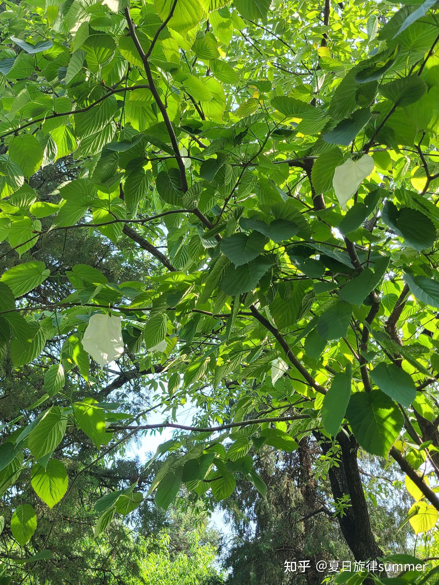 清华大学里的国家重点一级保护植物珙桐(鸽子树)开花了