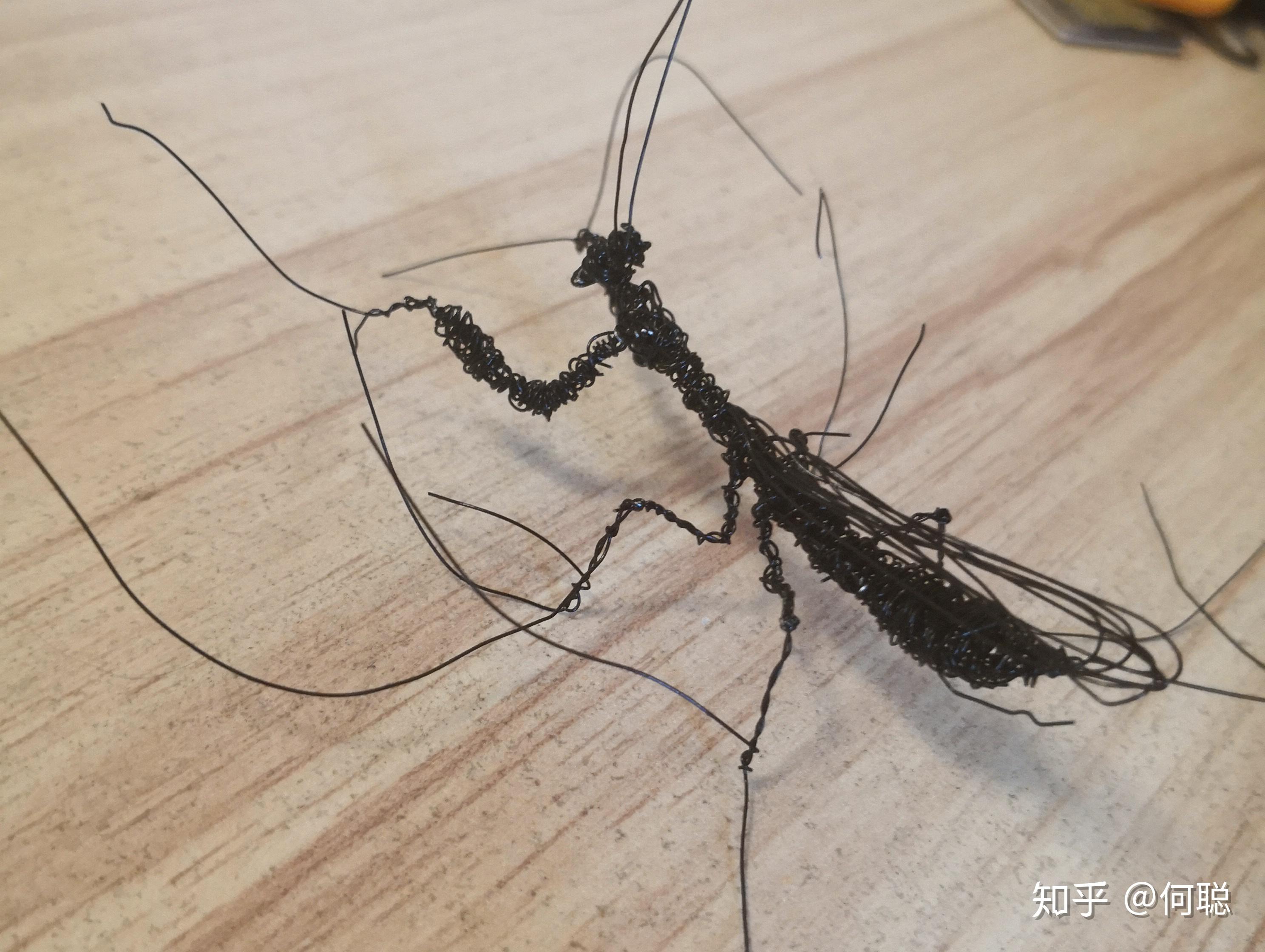 捕蚊螳螂捕蝉都说螳螂容易被铁线虫寄生,看来这个是真·铁线虫螳螂