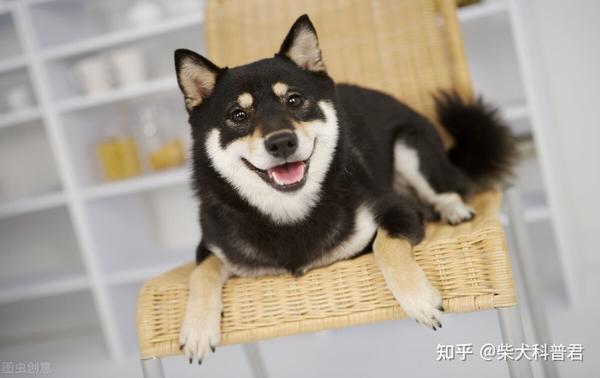 黑色柴犬怎么挑选?如何判断品质? - 知乎