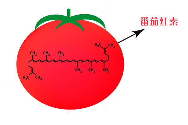 维生素c可以预防感冒,治疗坏血病;而番茄红素是一种很强的抗氧化剂,有