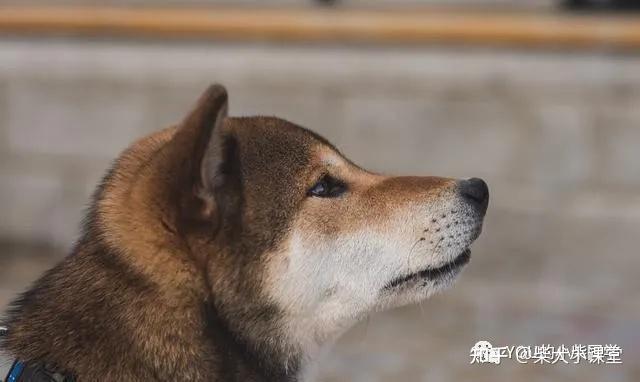 柴犬之胡麻柴胡麻柴的秘密你都瞭解嗎