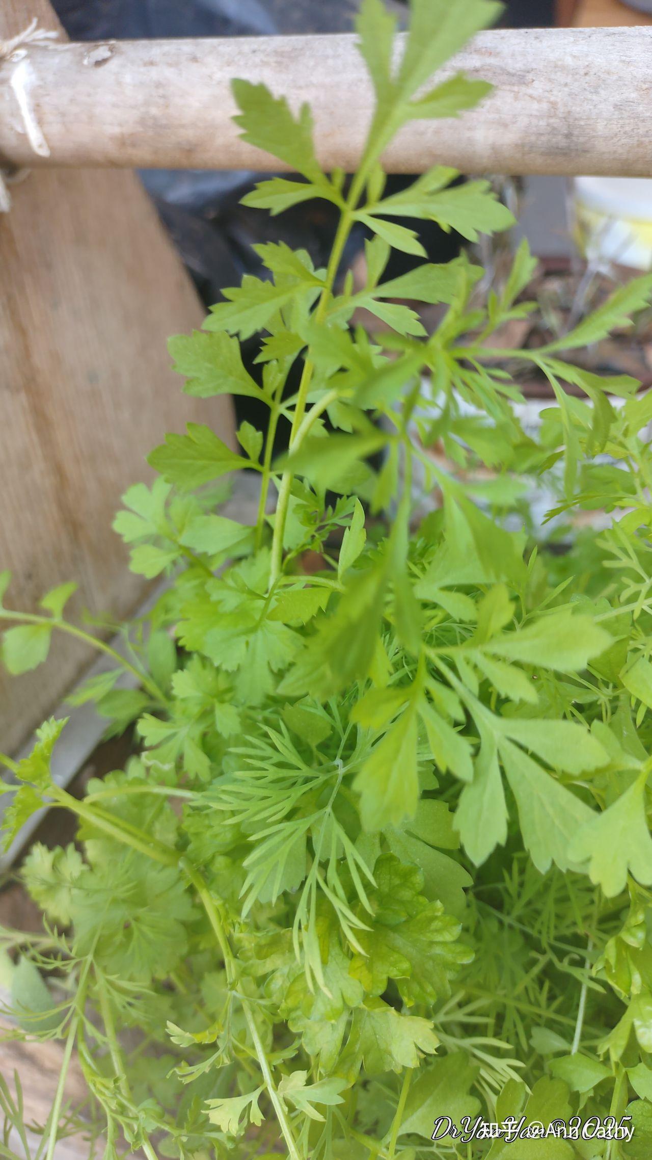 食用香草-- 欧芹(Parsley) - 知乎