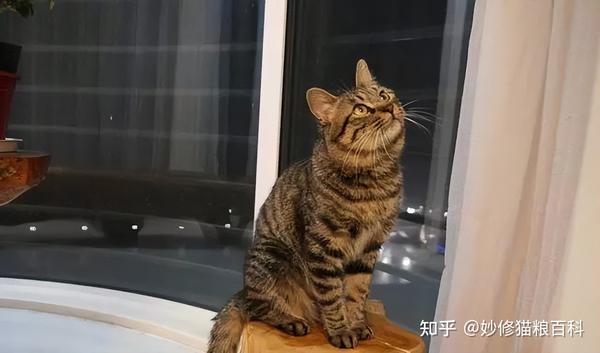 中华神猫之“雀猫”,为什么说是猫界“大哥”?这几点太优秀了 - 知乎