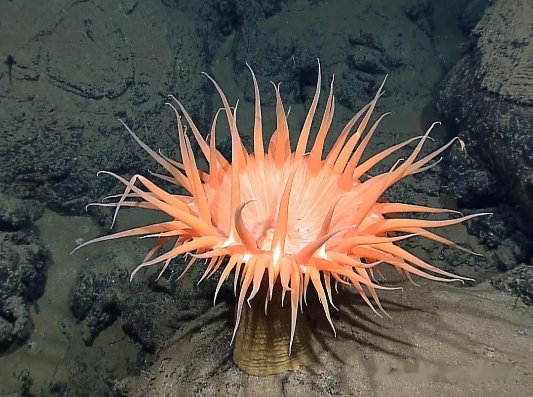 海底世界海葵素材-海底世界海葵图片素材下载-觅知网