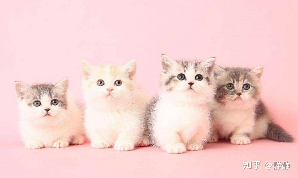 便宜又好养的8种猫咪,你们喜欢那种呢? - 知乎
