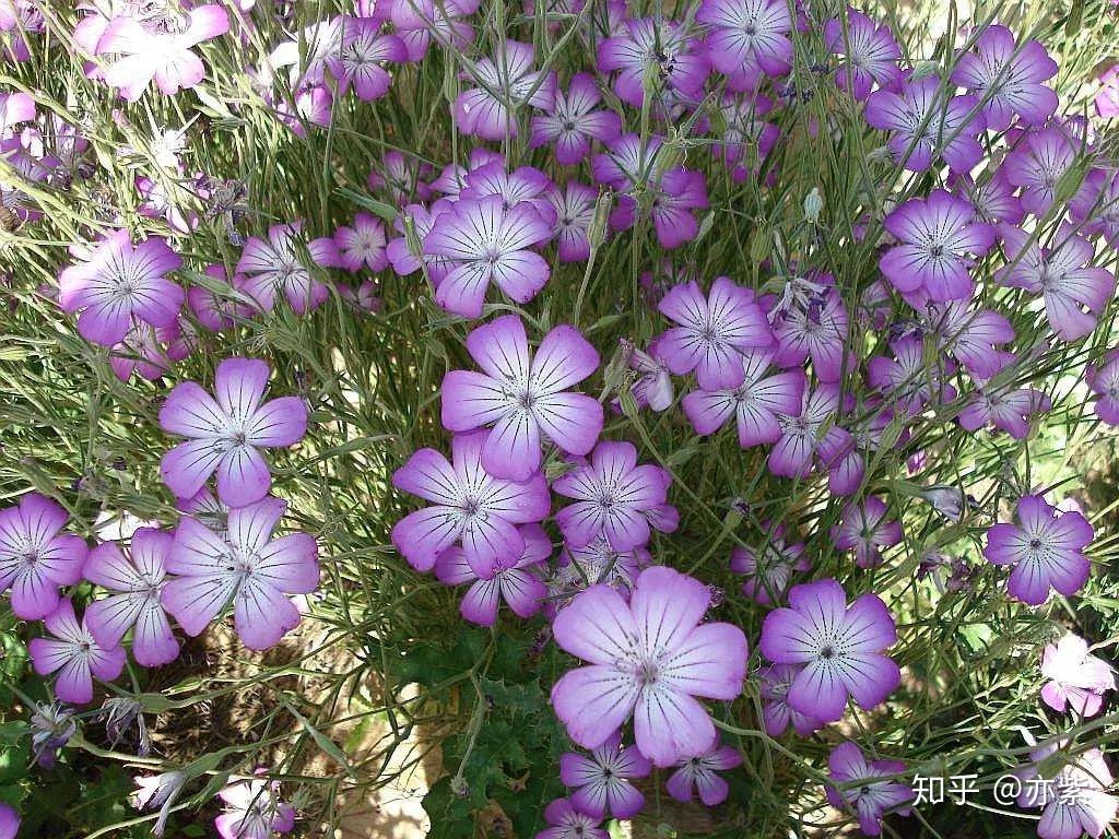 長蕊石頭花(gypsophila oldhamiana)又叫霞草,長蕊絲石竹1石頭花屬,全