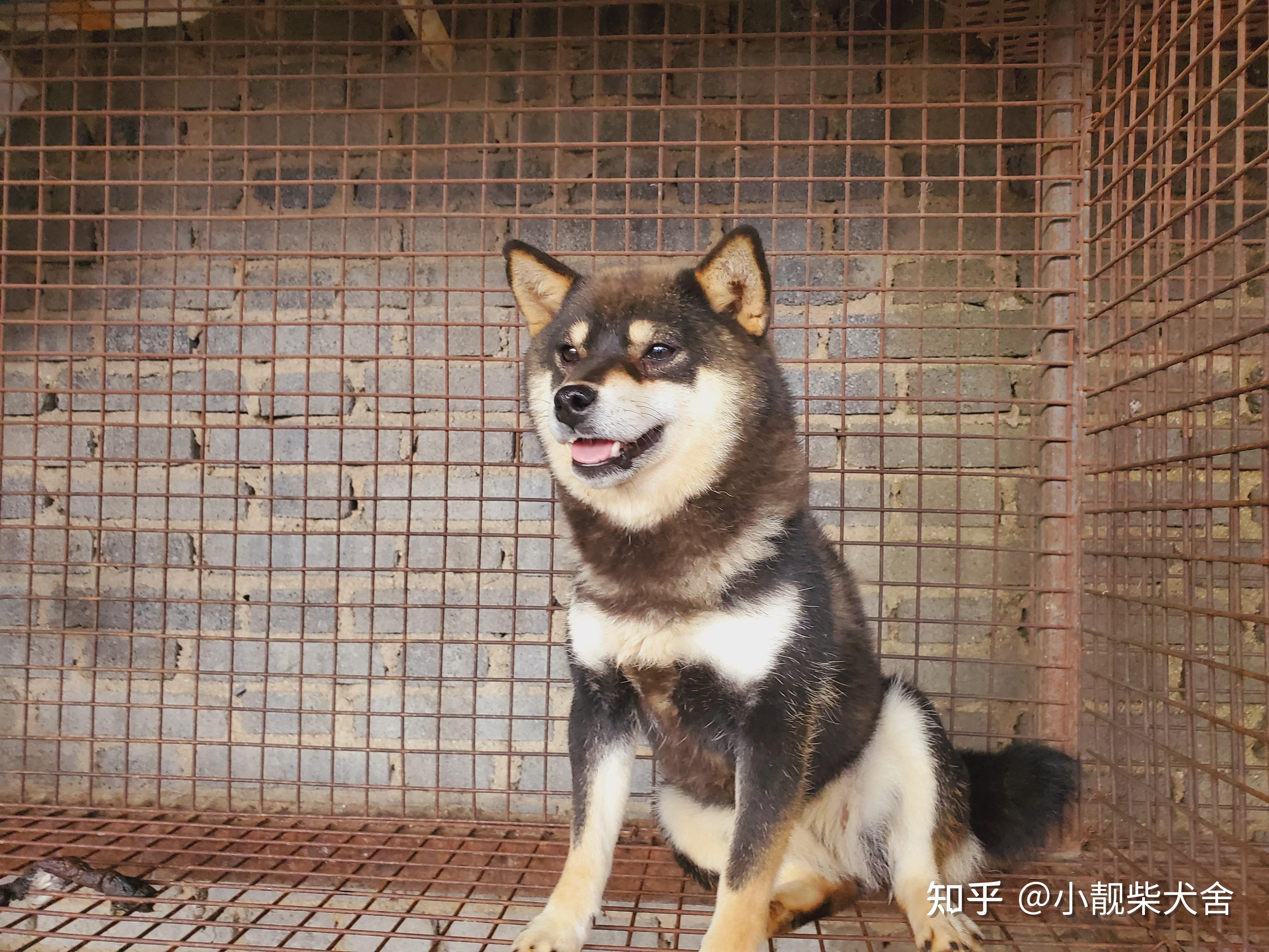 双血统的柴犬到底好在哪里