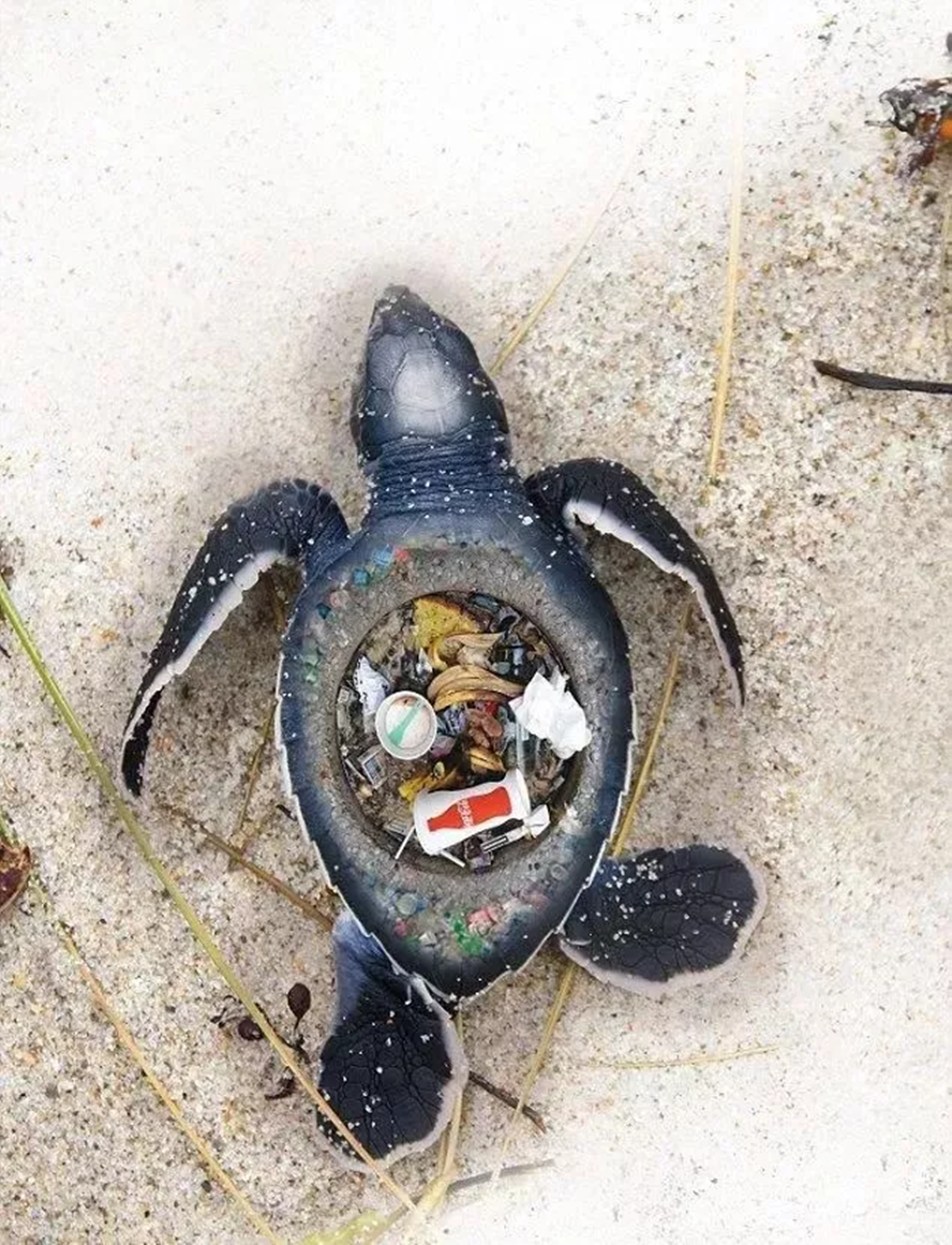 海洋生物被垃圾缠身图图片