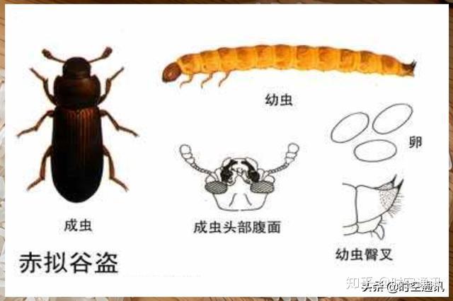 一种叫"米象",还有蛘子,牛子,蛀牛子等许多的别称.