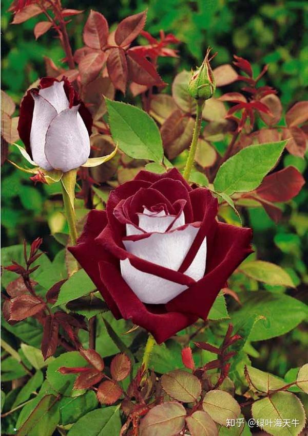 奥西利亚玫瑰花图片