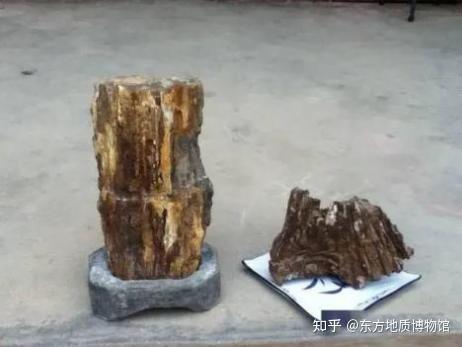 硅化木 - 知乎