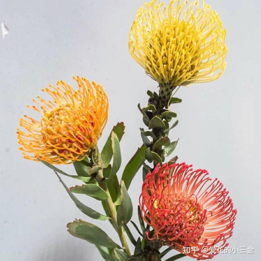 520告白花(四):自带浪漫氛围的针垫花 - 知乎
