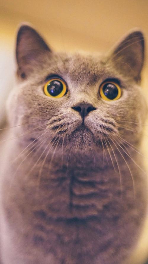 猫奴必看丨吸猫该怎么翻译