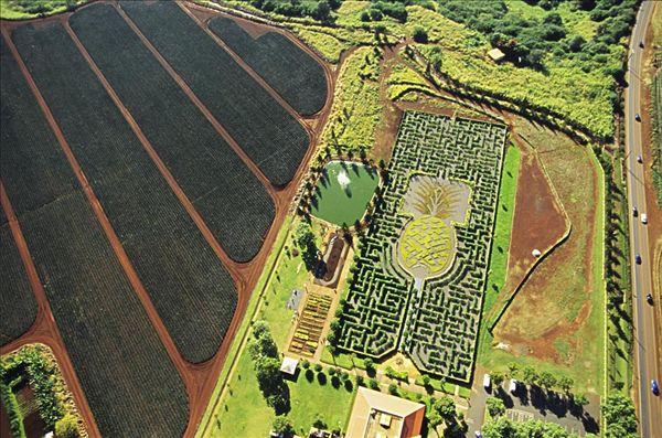 夏威夷景点攻略：都乐菠萝种植园(Dole Pineapple Plantations) - 知乎