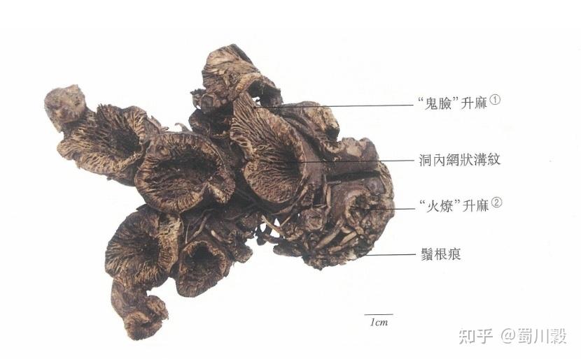 每日一药--升麻 - 知乎