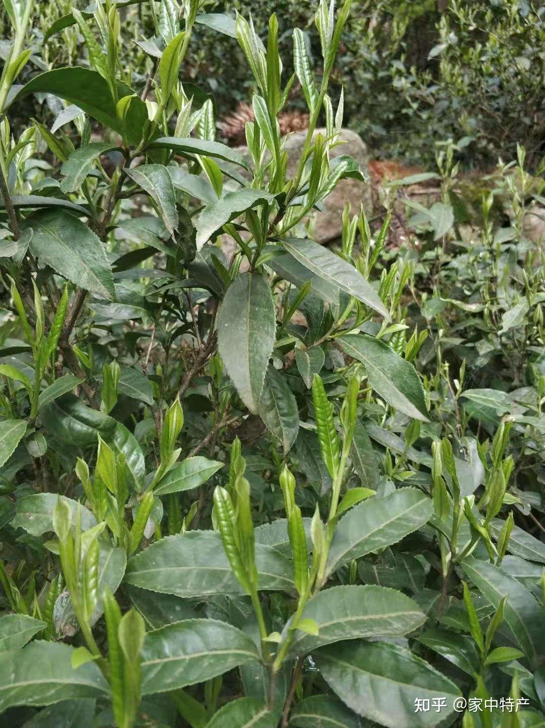 新茶口粮茶野生茶高山茶