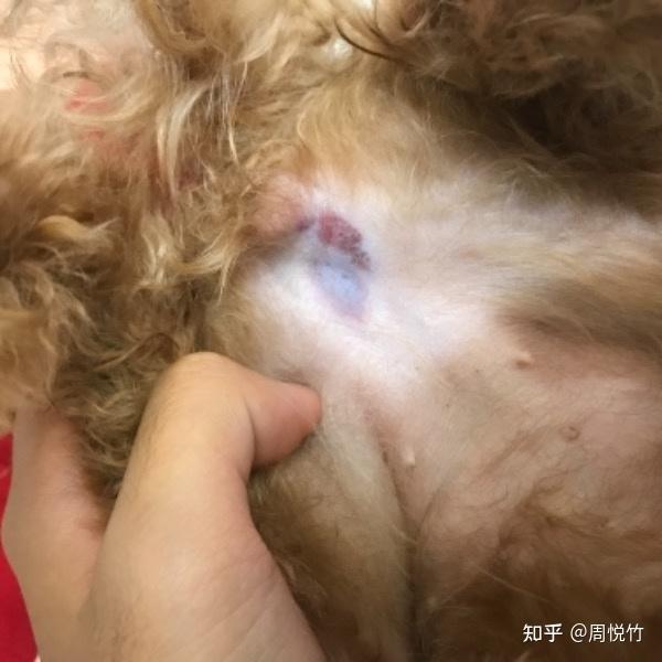 狗狗的肚子有淤青是什么原因宠物医生免费咨询