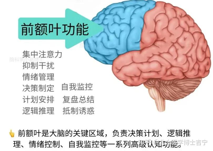 如何让A娃有一个更发达的“前额叶”？ - 知乎