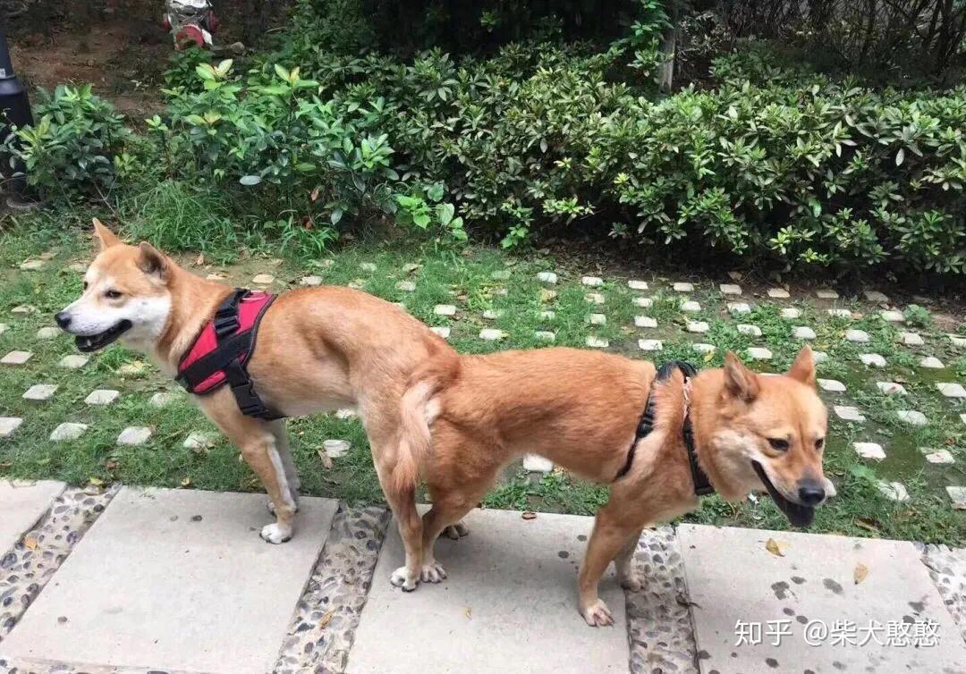 干货丨如何分辨真假柴犬串串