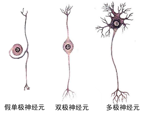 轴突末梢图片