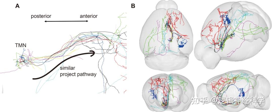 PNAS︱首次!浙江大学/浙江中医药大学陈忠团队建立全脑3D组胺能神经投射图谱 - 知乎