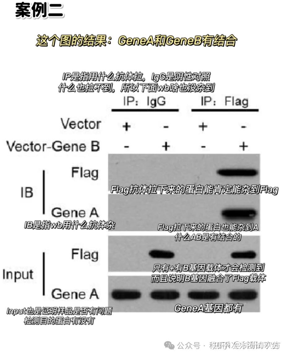 干货丨Co-IP（免疫共沉淀）实验操作全流程，内附结果图解读+资料包 - 知乎