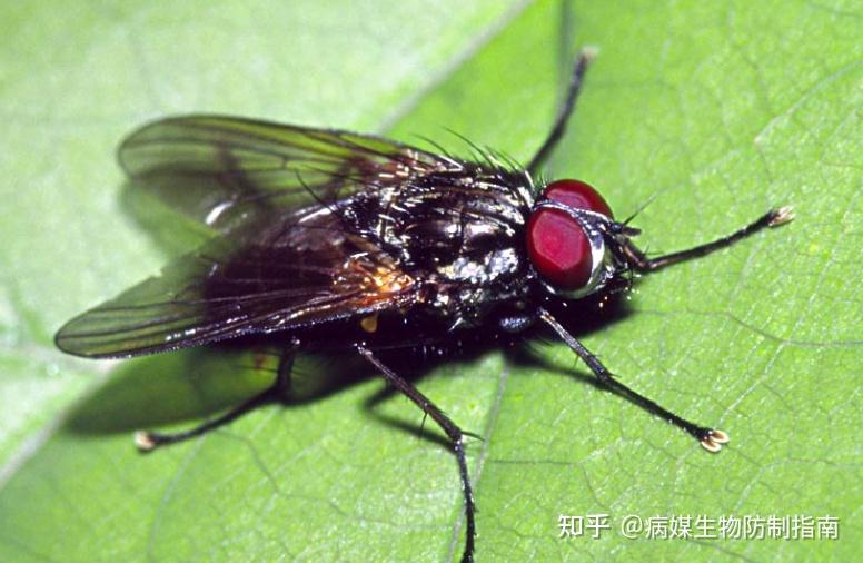 常见苍蝇种类有哪些？ - 知乎