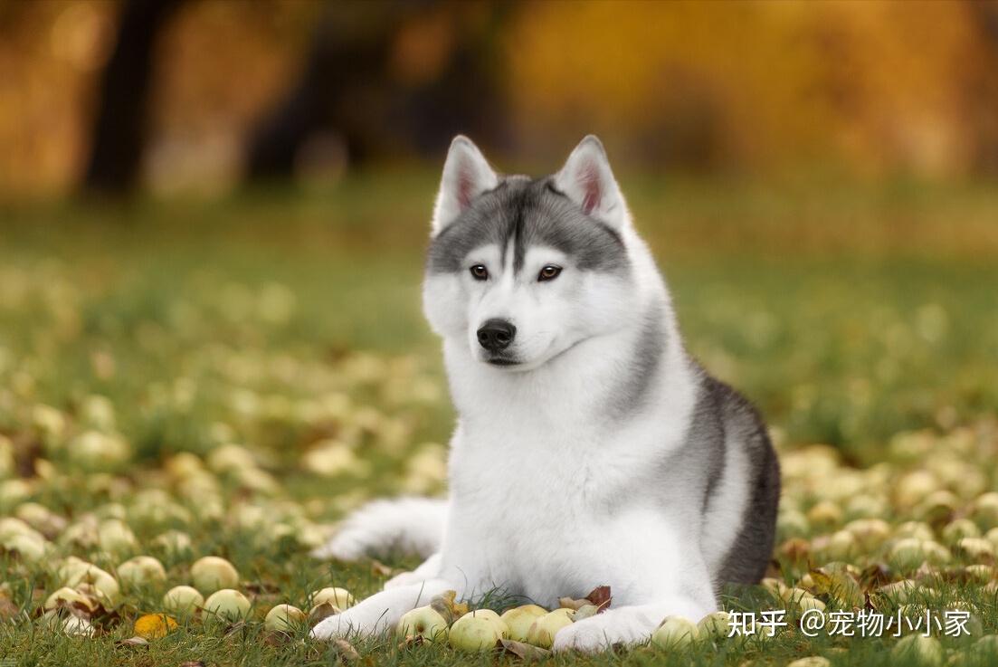 驱虫时要注意喂食驱虫药的剂量,避免吃少了效果不足,吃多了危害健康.