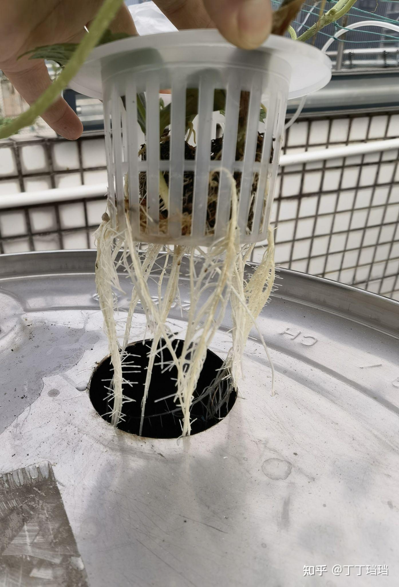 直播记录2021之巨桶水培瓜果