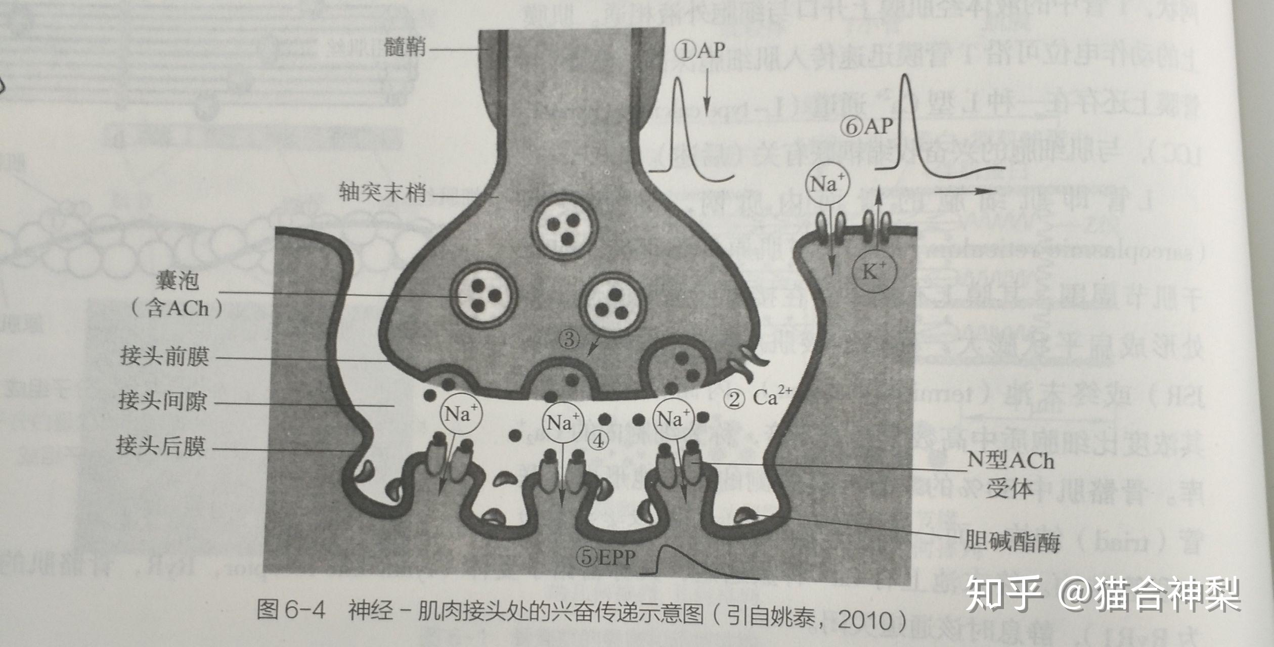 神经肌肉接头传递图片