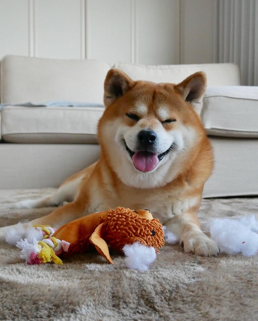 instagram精选日本一只走红网络的宠物狗自带表情属性你能hold住吗