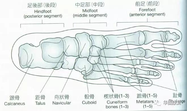 姿势―足踝部解剖 - 知乎