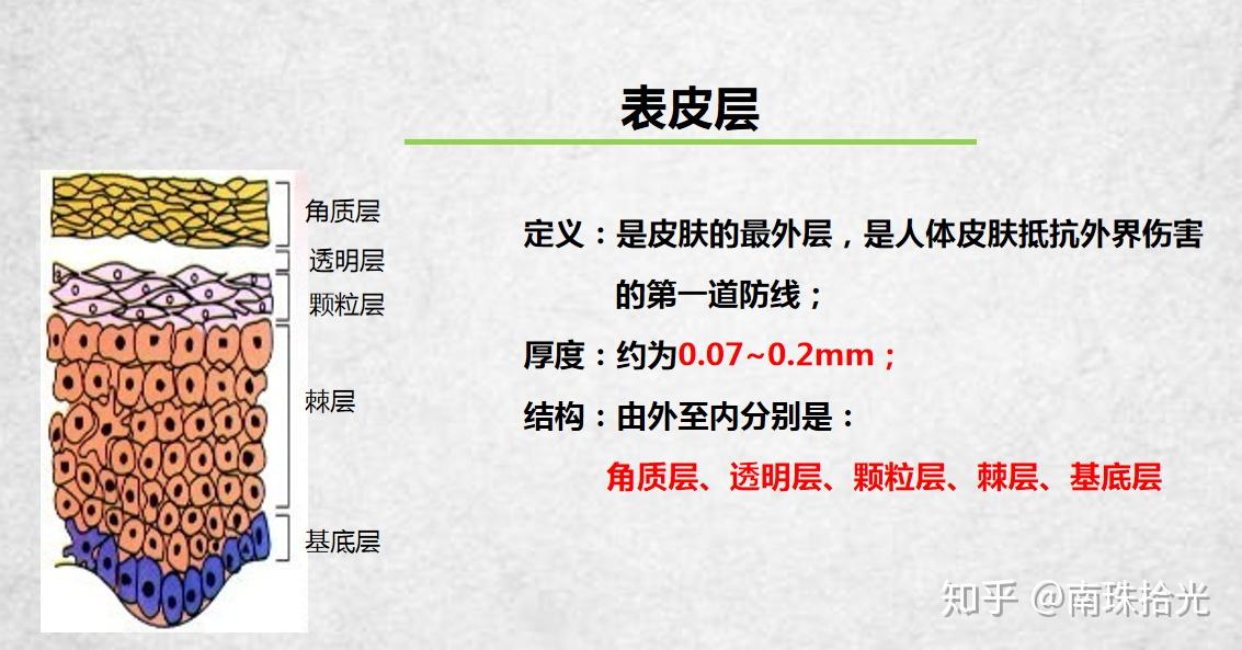 皮肤表皮层分为哪几层？我们怎样才能更好地保养肌肤？ - 知乎
