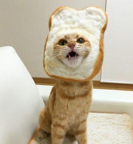 这些猫咪面包头套也太可爱了吧想要一口吃掉