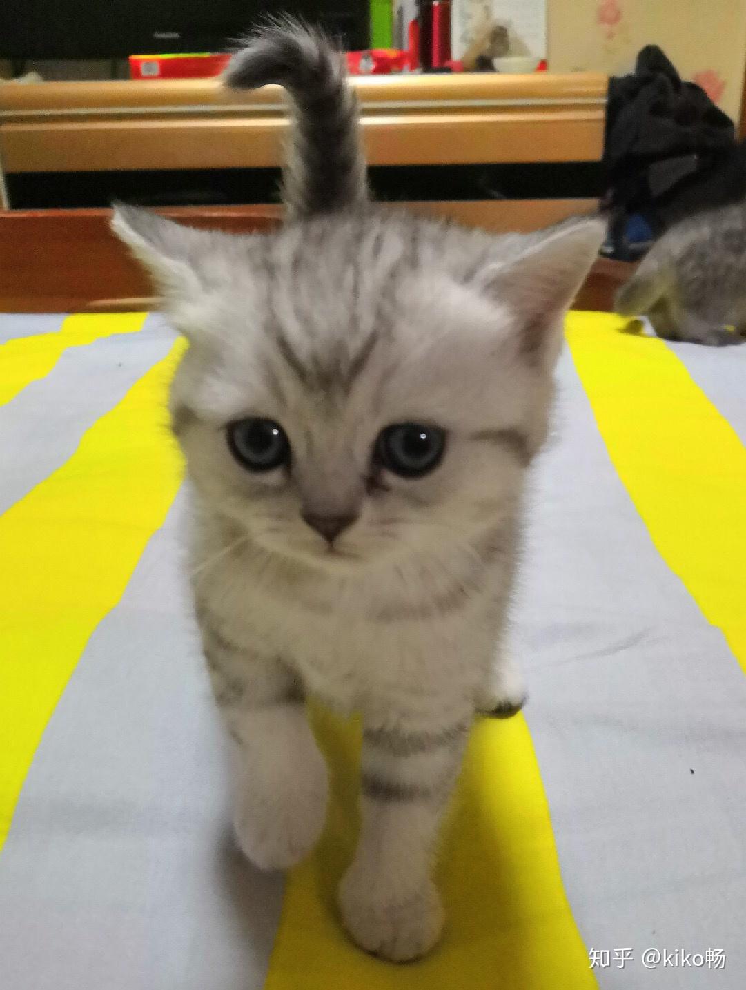 【BBC】真· 迷你猫咪 世界最小的猫猫_哔哩哔哩_bilibili