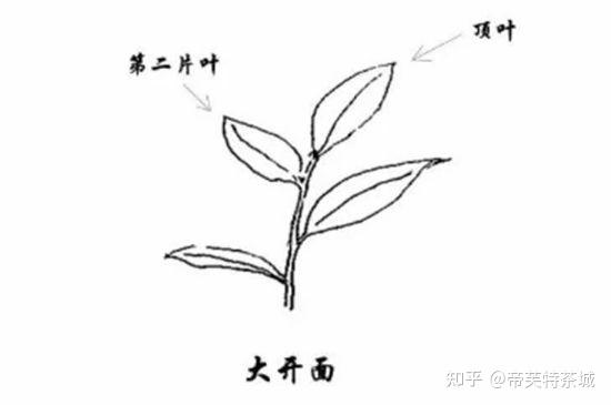 茶树苗简笔画图片