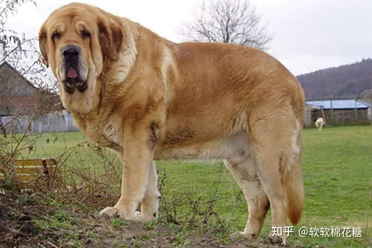 巨型犬体型排名中型图片