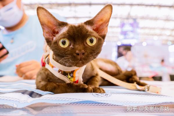 猫咪品种科普之【德文卷毛猫】,附精美剧照! - 知乎