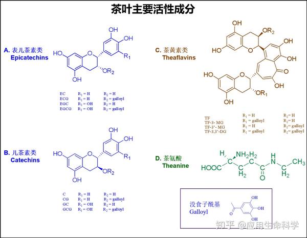 研究表明茶叶中主要活性成分包括茶多酚,茶氨酸,茶多糖等,绿茶中的茶