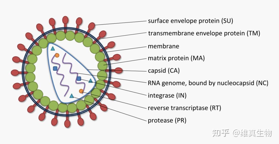 慢病毒是一种有包膜的rna病毒