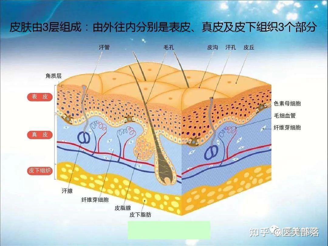 科普 医美领域的四大问题性皮肤 知乎 