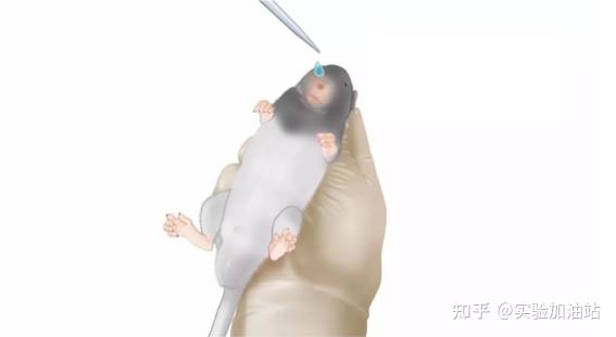 注意事项:滴鼻时应缓缓滴下,一定要等到小鼠将前一滴药液吸入后,再